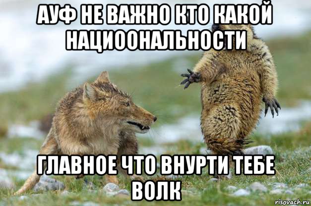 ауф не важно кто какой нациоональности главное что внурти тебе волк, Мем Волк и суслик