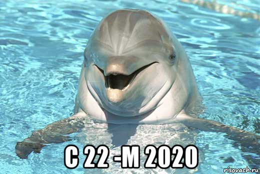  с 22 -м 2020, Мем Дельфин