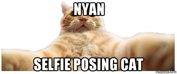 nyan selfie posing cat, Мем   Кэтсвилл