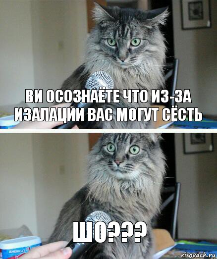 Ви осознаёте что из-за изалации вас могут сёсть Шо???, Комикс  кот с микрофоном