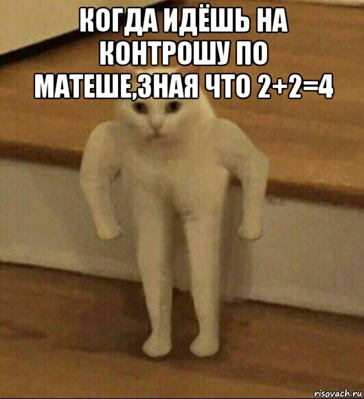 когда идёшь на контрошу по матеше,зная что 2+2=4 , Мем  Полукот