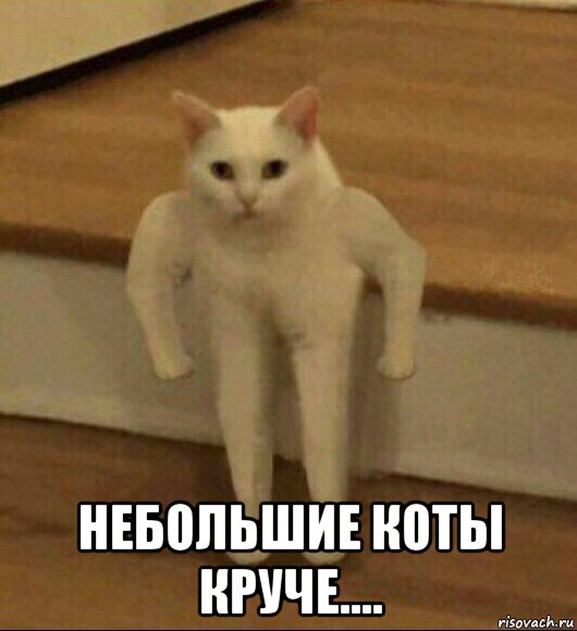  небольшие коты круче...., Мем  Полукот