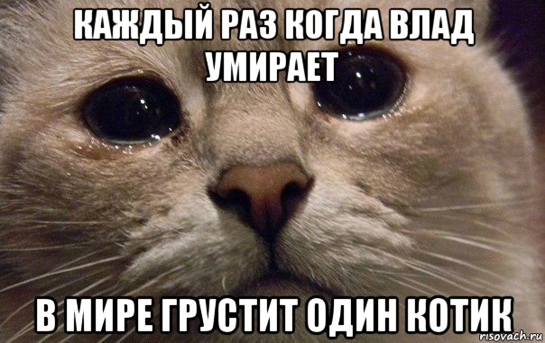 каждый раз когда влад умирает в мире грустит один котик, Мем   В мире грустит один котик