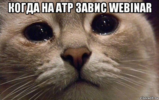 когда на атр завис webinar , Мем   В мире грустит один котик
