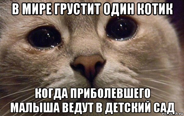 в мире грустит один котик когда приболевшего малыша ведут в детский сад, Мем   В мире грустит один котик