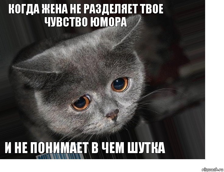 когда жена не разделяет твое чувство юмора и не понимает в чем шутка, Комикс Грустит кот