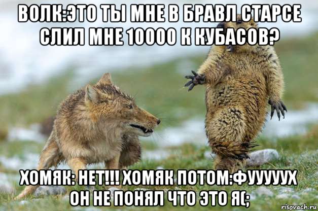 волк:это ты мне в бравл старсе слил мне 10000 к кубасов? хомяк: нет!!! хомяк потом:фууууух он не понял что это я(;, Мем Волк и суслик