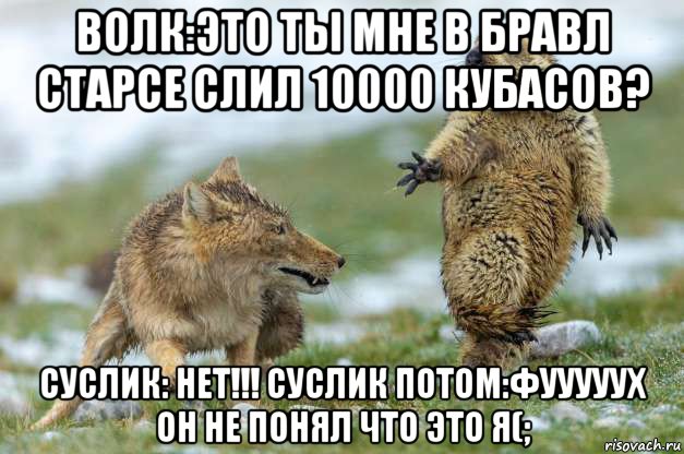 волк:это ты мне в бравл старсе слил 10000 кубасов? суслик: нет!!! суслик потом:фууууух он не понял что это я(;, Мем Волк и суслик