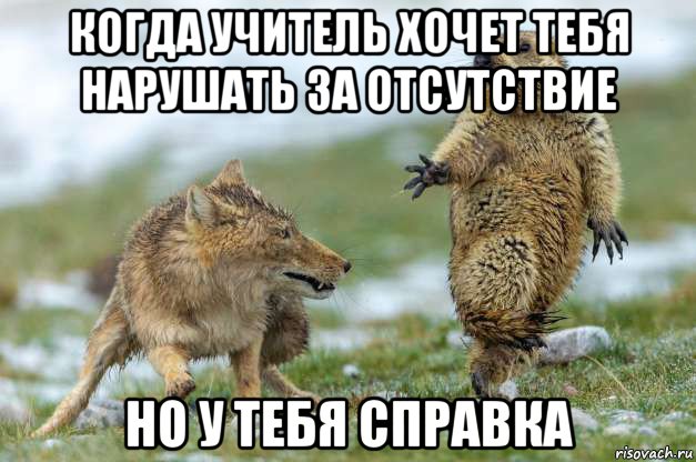 когда учитель хочет тебя нарушать за отсутствие но у тебя справка, Мем Волк и суслик