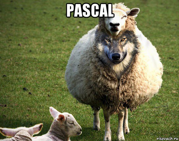 pascal 