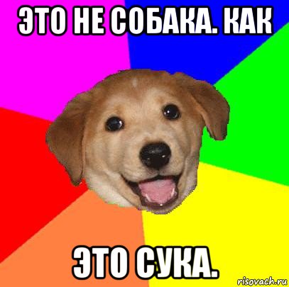 это не собака. как это сука., Мем Advice Dog