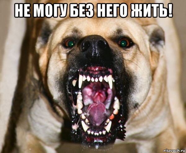 не могу без него жить! , Мем бешеная собака