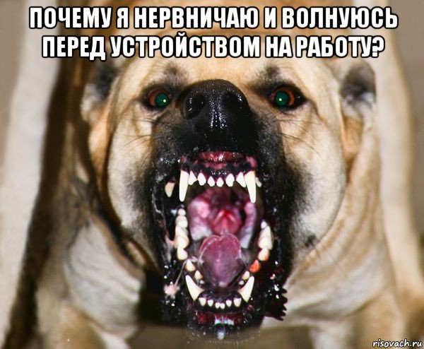 почему я нервничаю и волнуюсь перед устройством на работу? , Мем бешеная собака