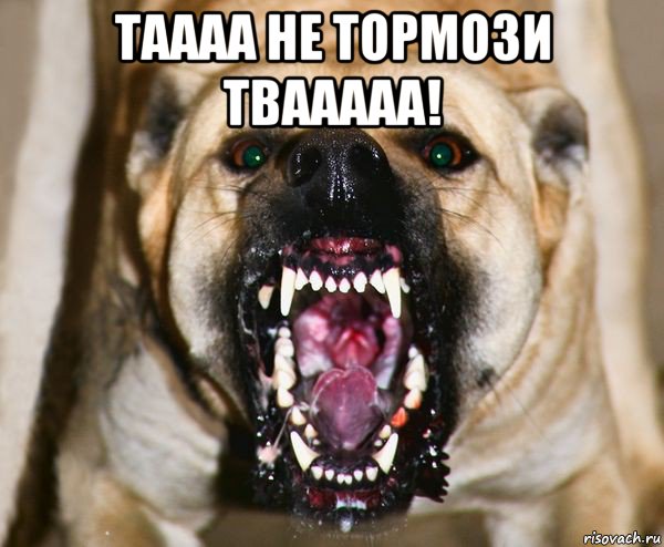 таааа не тормози твааааа! , Мем бешеная собака