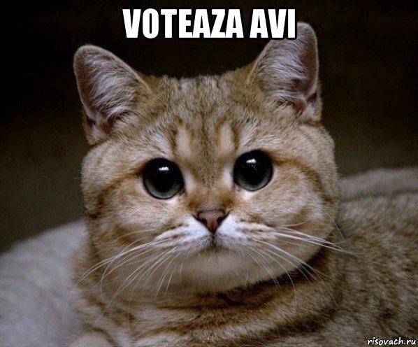 voteaza avi 