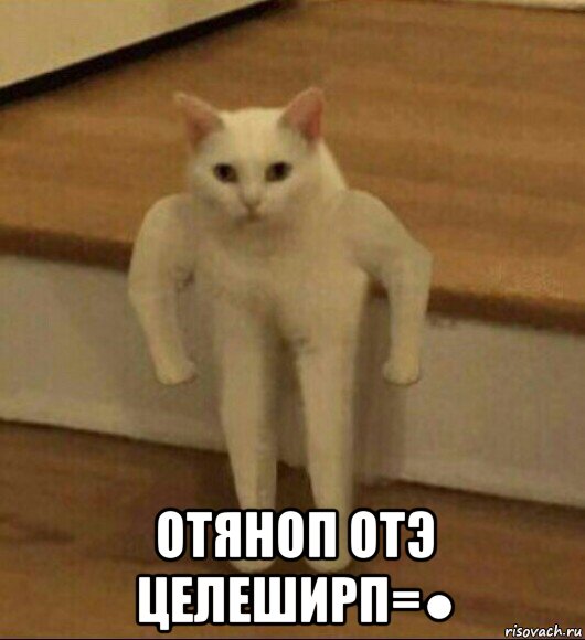  отяноп отэ целеширп=●, Мем  Полукот