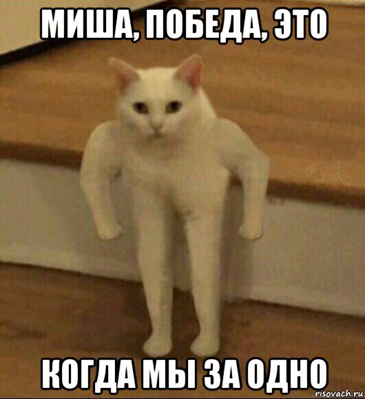 миша, победа, это когда мы за одно, Мем  Полукот