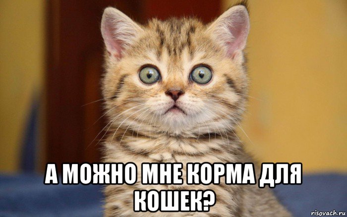  а можно мне корма для кошек?