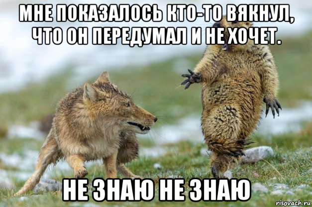 мне показалось кто-то вякнул, что он передумал и не хочет. не знаю не знаю, Мем Волк и суслик