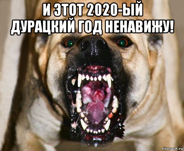 и этот 2020-ый дурацкий год ненавижу! , Мем бешеная собака