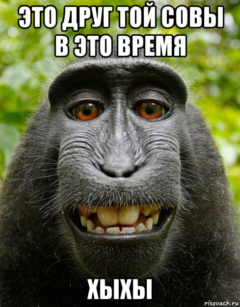 это друг той совы в это время хыхы, Мем  Довольная обезьяна