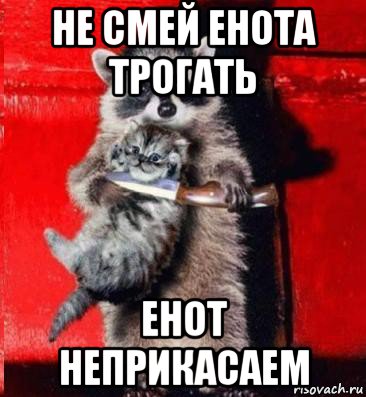 не смей енота трогать енот неприкасаем, Мем  енот с котенком