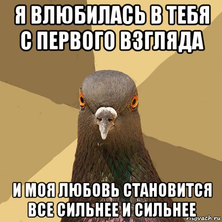 я влюбилась в тебя с первого взгляда и моя любовь становится все сильнее и сильнее, Мем голубь