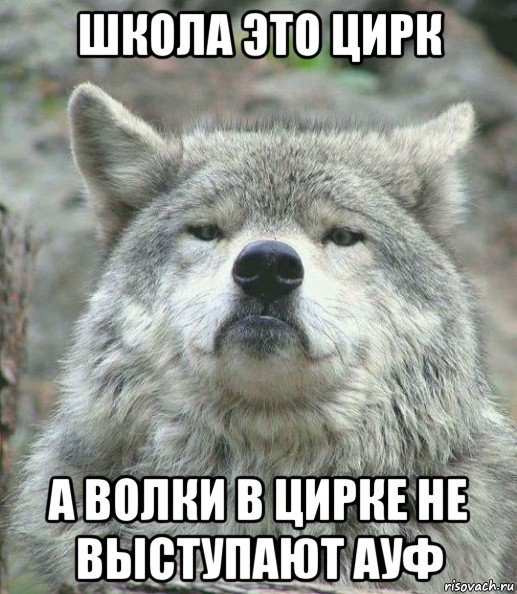 школа это цирк а волки в цирке не выступают ауф, Мем    Гордый волк