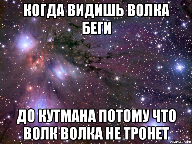 когда видишь волка беги до кутмана потому что волк волка не тронет