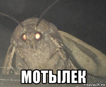  мотылек, Мем Матылёк