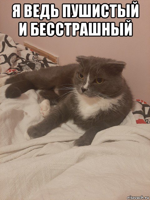 я ведь пушистый и бесстрашный 