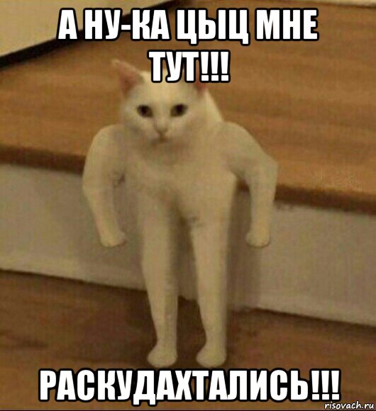 а ну-ка цыц мне тут!!! раскудахтались!!!, Мем  Полукот