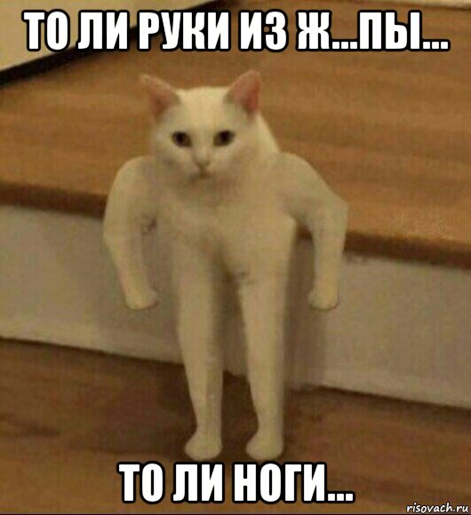 то ли руки из ж...пы... то ли ноги..., Мем  Полукот