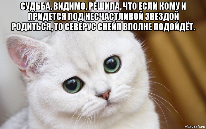 судьба, видимо, решила, что если кому и придется под несчастливой звездой родиться, то северус снейп вполне подойдёт. 