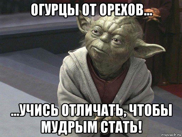 огурцы от орехов... ...учись отличать, чтобы мудрым стать!, Мем  Йода