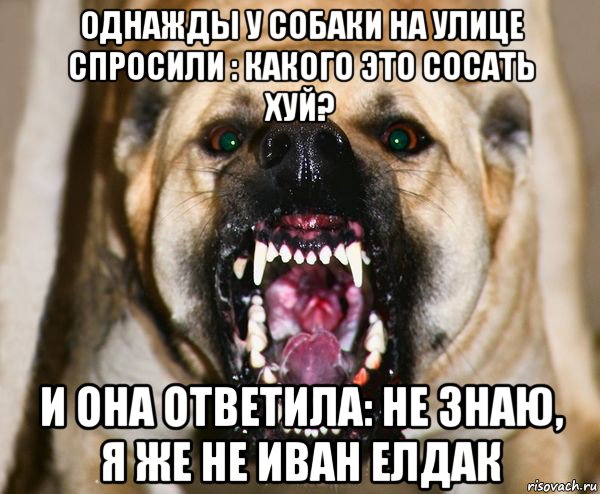 однажды у собаки на улице спросили : какого это сосать хуй? и она ответила: не знаю, я же не иван елдак, Мем бешеная собака