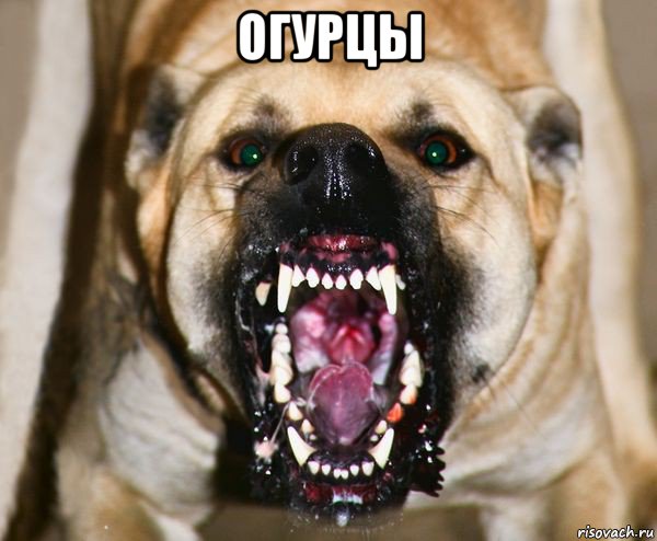 огурцы 