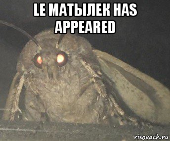 le матылек has appeared , Мем Матылёк