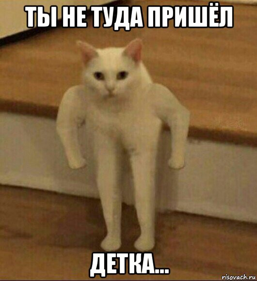 ты не туда пришёл детка..., Мем  Полукот