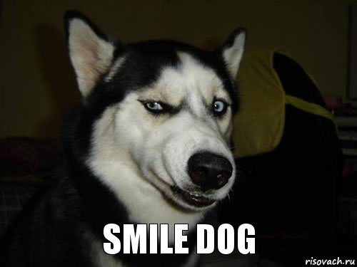 smile dog