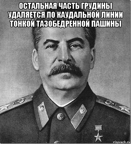 остальная часть грудины удаляется по каудальной линии тонкой тазобедренной пашины , Мем Сталин