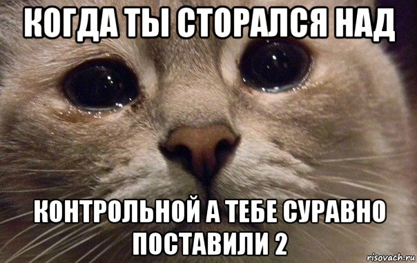 когда ты сторался над контрольной а тебе суравно поставили 2, Мем   В мире грустит один котик