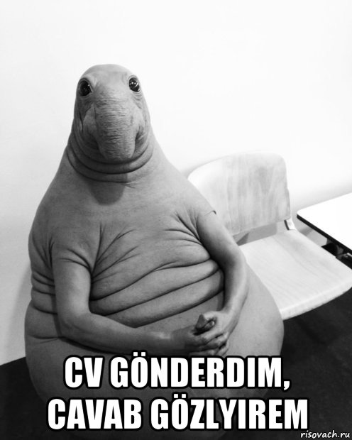  cv gönderdim, cavab gözlyirem, Мем  Ждун