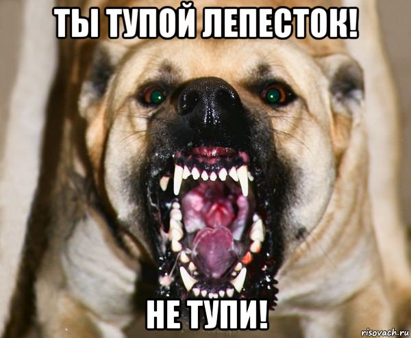 ты тупой лепесток! не тупи!