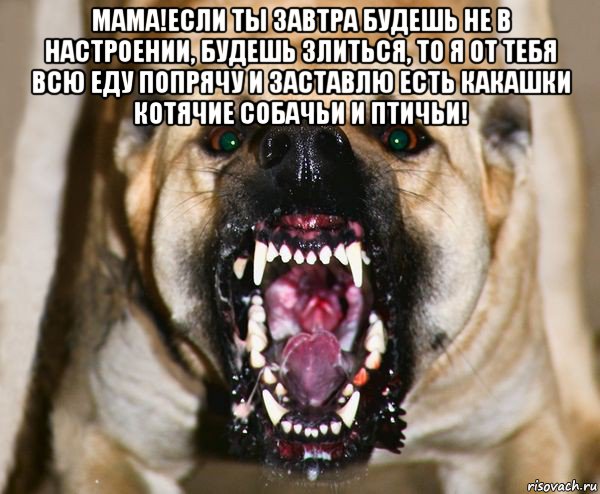 мама!если ты завтра будешь не в настроении, будешь злиться, то я от тебя всю еду попрячу и заставлю есть какашки котячие собачьи и птичьи! 