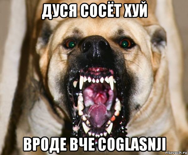 дуся сосёт хуй вроде вче coglasnji, Мем бешеная собака