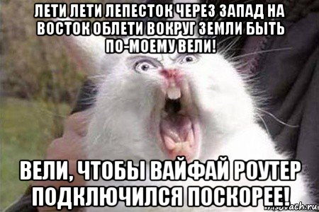 лети лети лепесток через запад на восток облети вокруг земли быть по-моему вели! вели, чтобы вайфай роутер подключился поскорее!, Мем Бешеный кролик