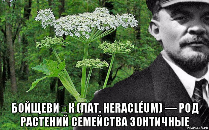  бойщеви́к (лат. heracléum) — род растений семейства зонтичные, Мем Борщевик и Ленин