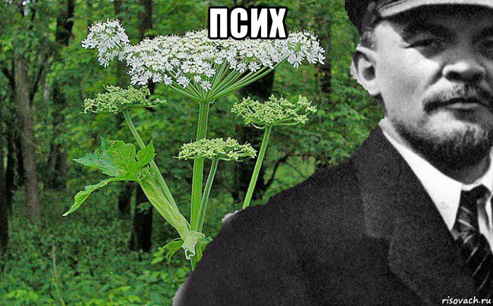 псих , Мем Борщевик и Ленин