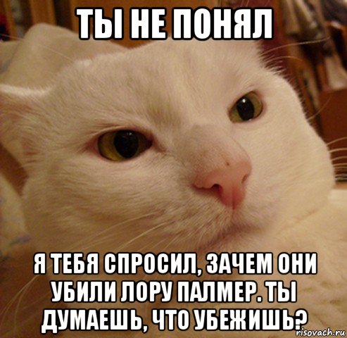 ты не понял я тебя спросил, зачем они убили лору палмер. ты думаешь, что убежишь?, Мем Дерзкий котэ